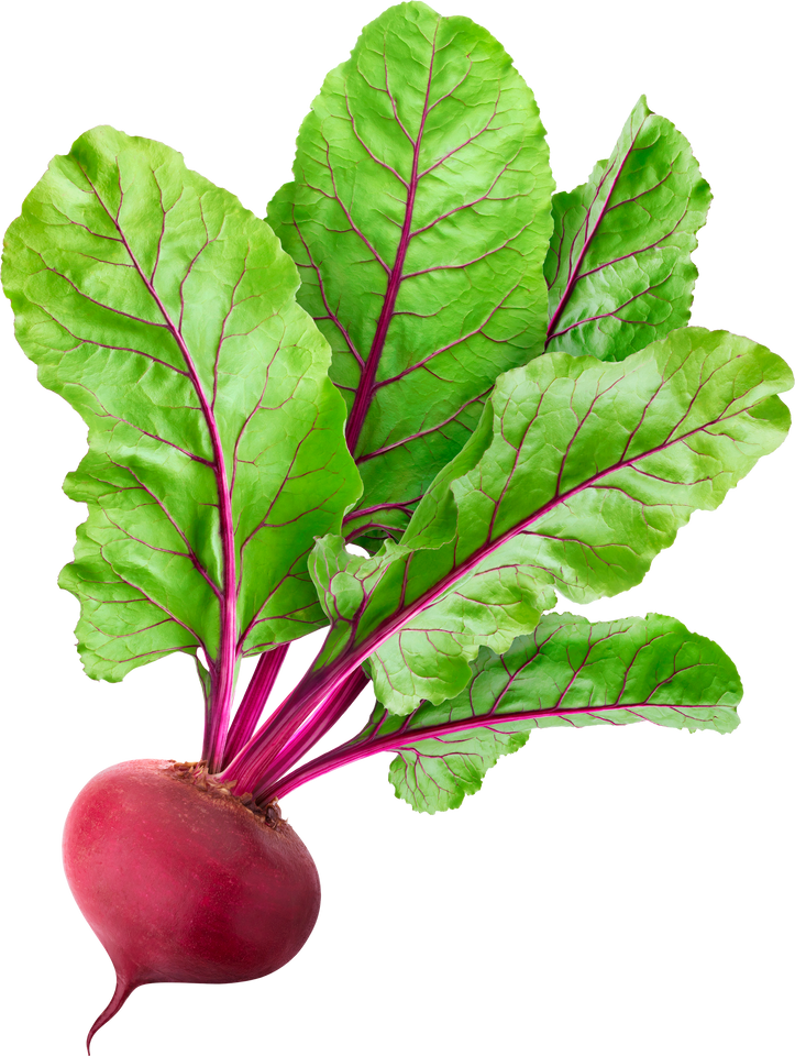 Single Beet Root